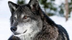 The Grey Wolf Wallpaper Image 1