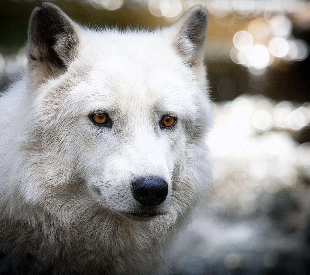 Wolf Wallpapers And Screensavers