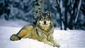 High Definition Wolf Wallpaper Image 1