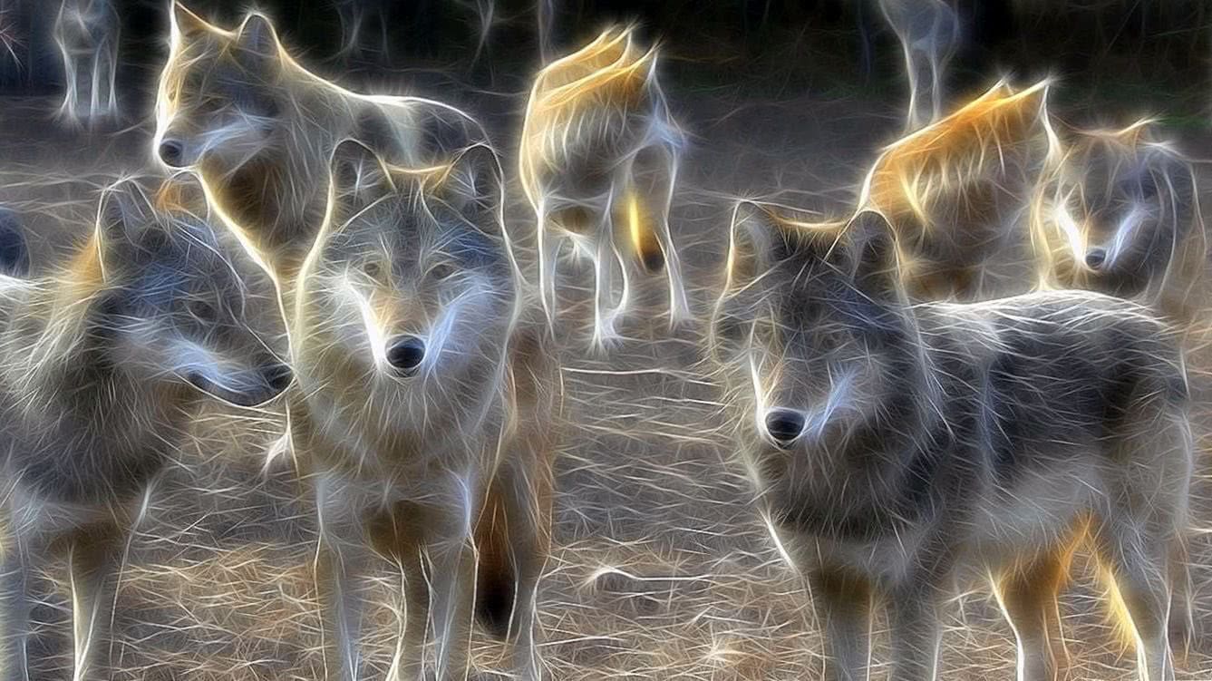 Wolf Wallpapers For Windows 10