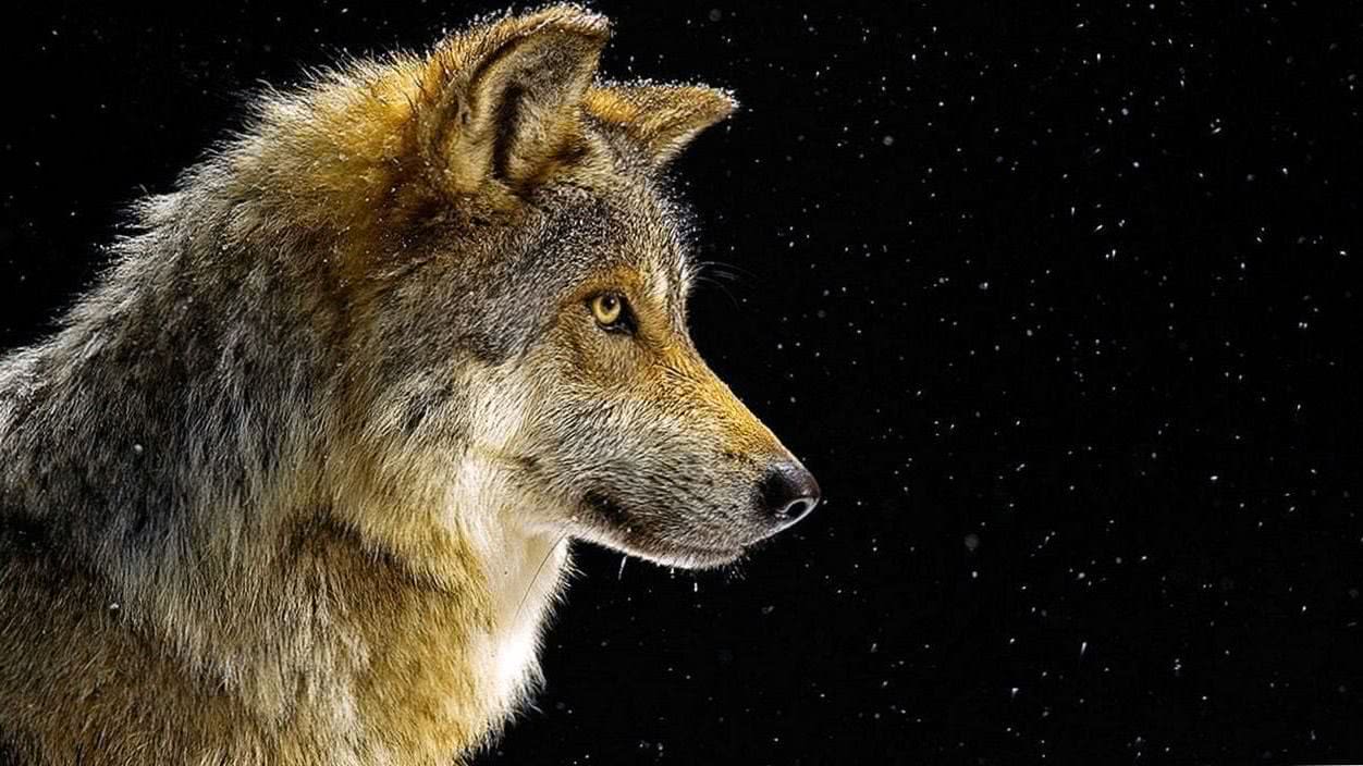 Wolf Wallpapers For Windows 10