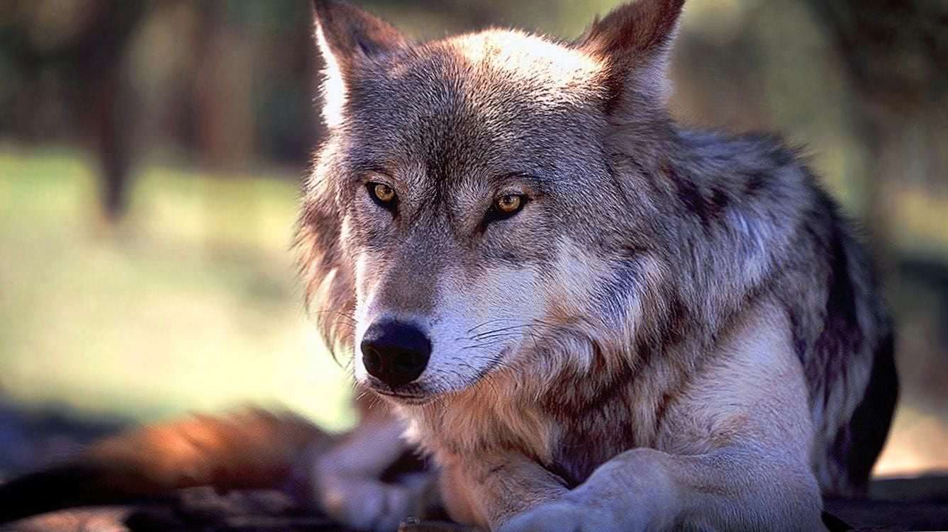 Wolf Wallpapers For Windows 7