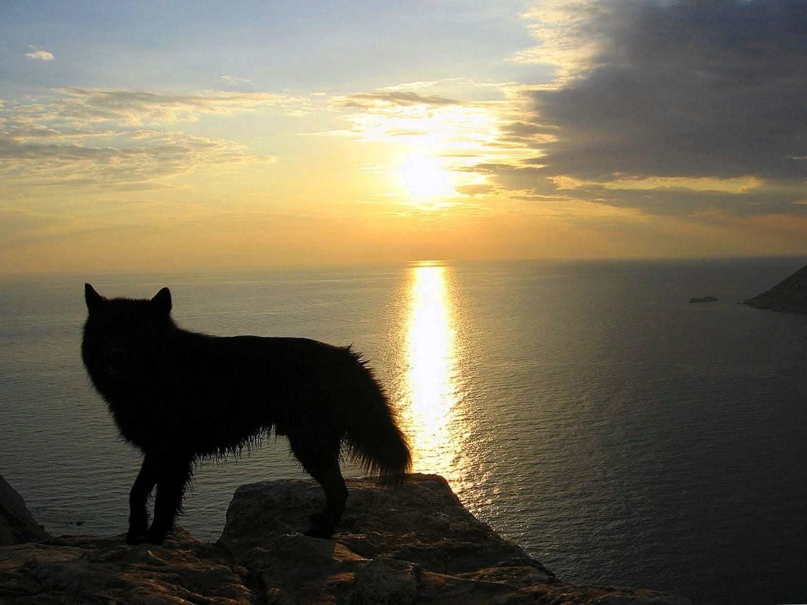 Wallpapers Windows 10 Wolf
