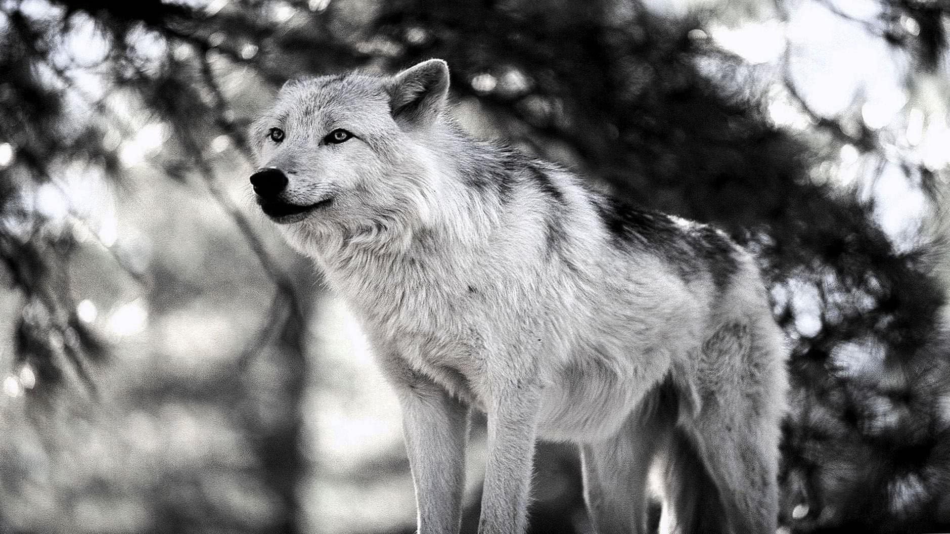 Computer Wallpapers Wolf
