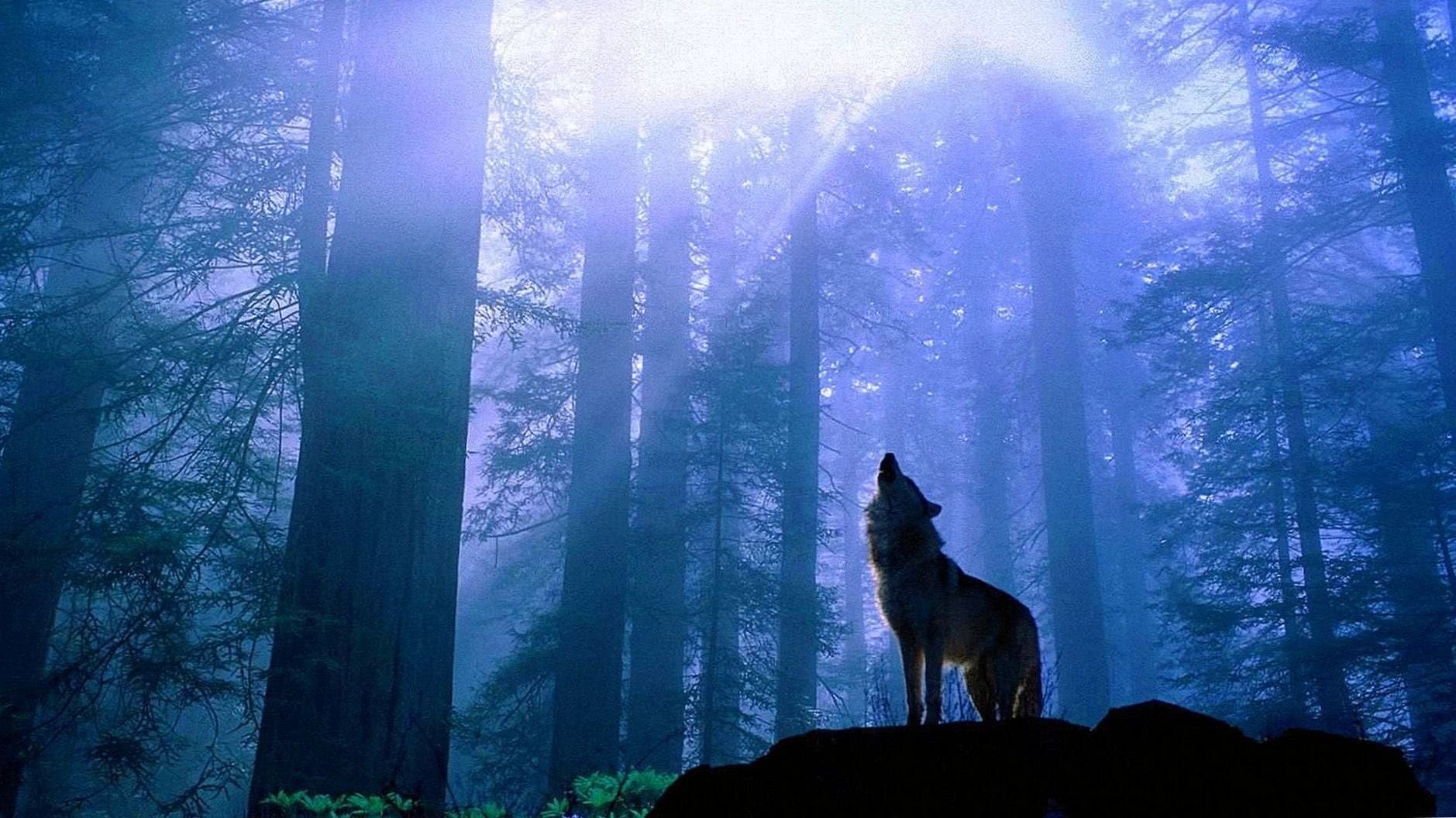 Wolf Wallpapers Full HD