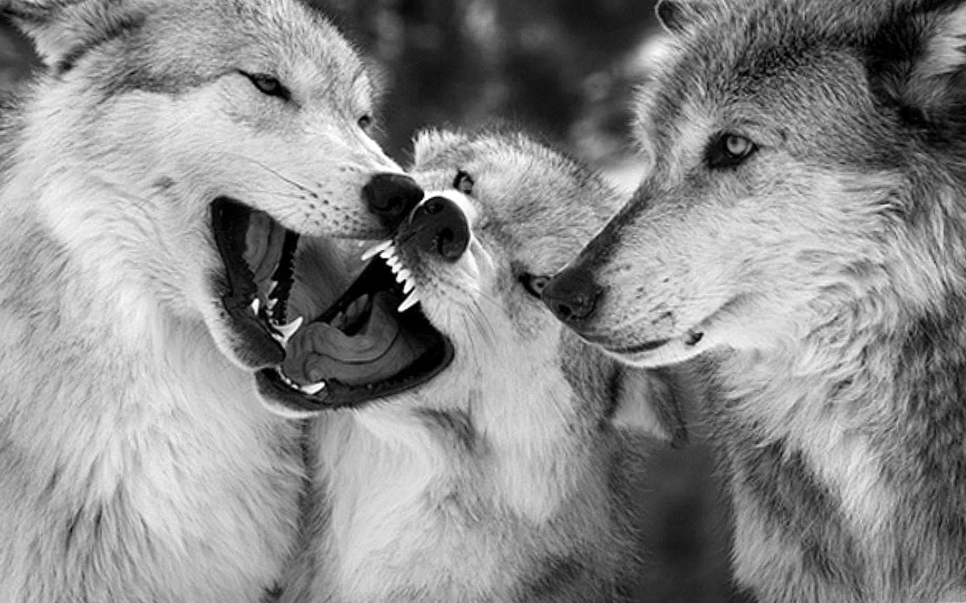 Best HD Wallpaper Of Wolf Image 1