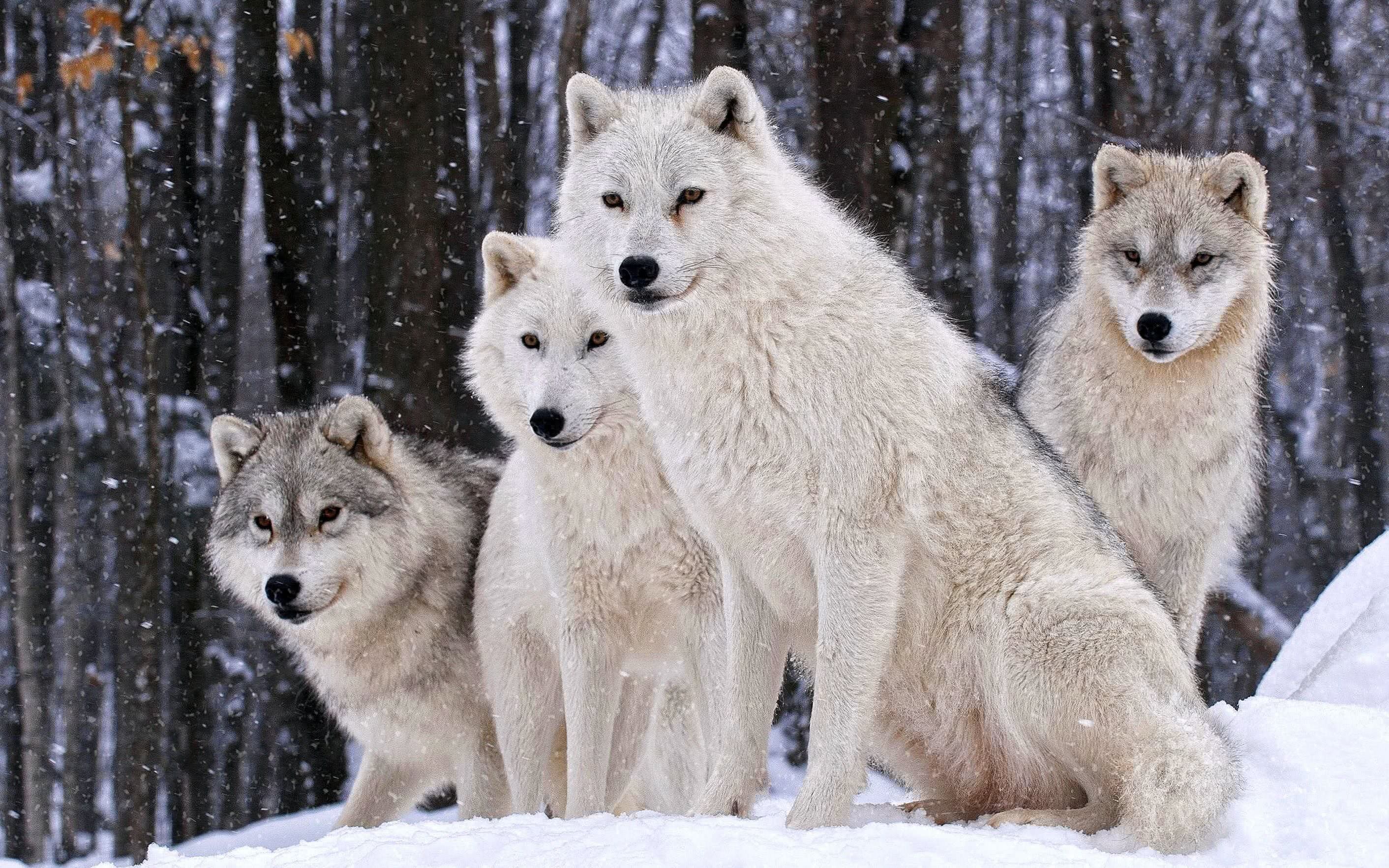 White Wolves Wallpaper HD Image 1