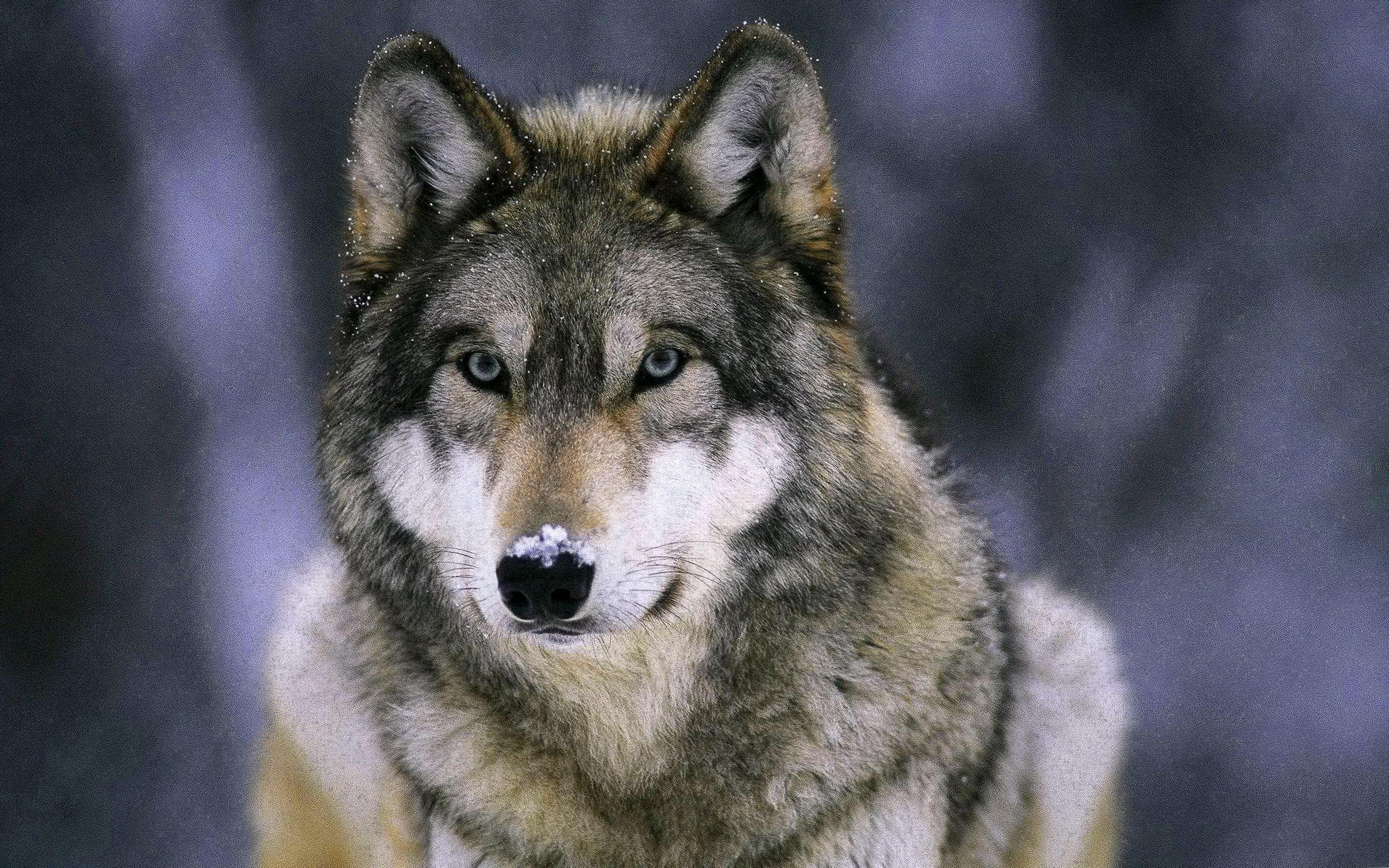 High Resolution Wolf Wallpaper Image 1