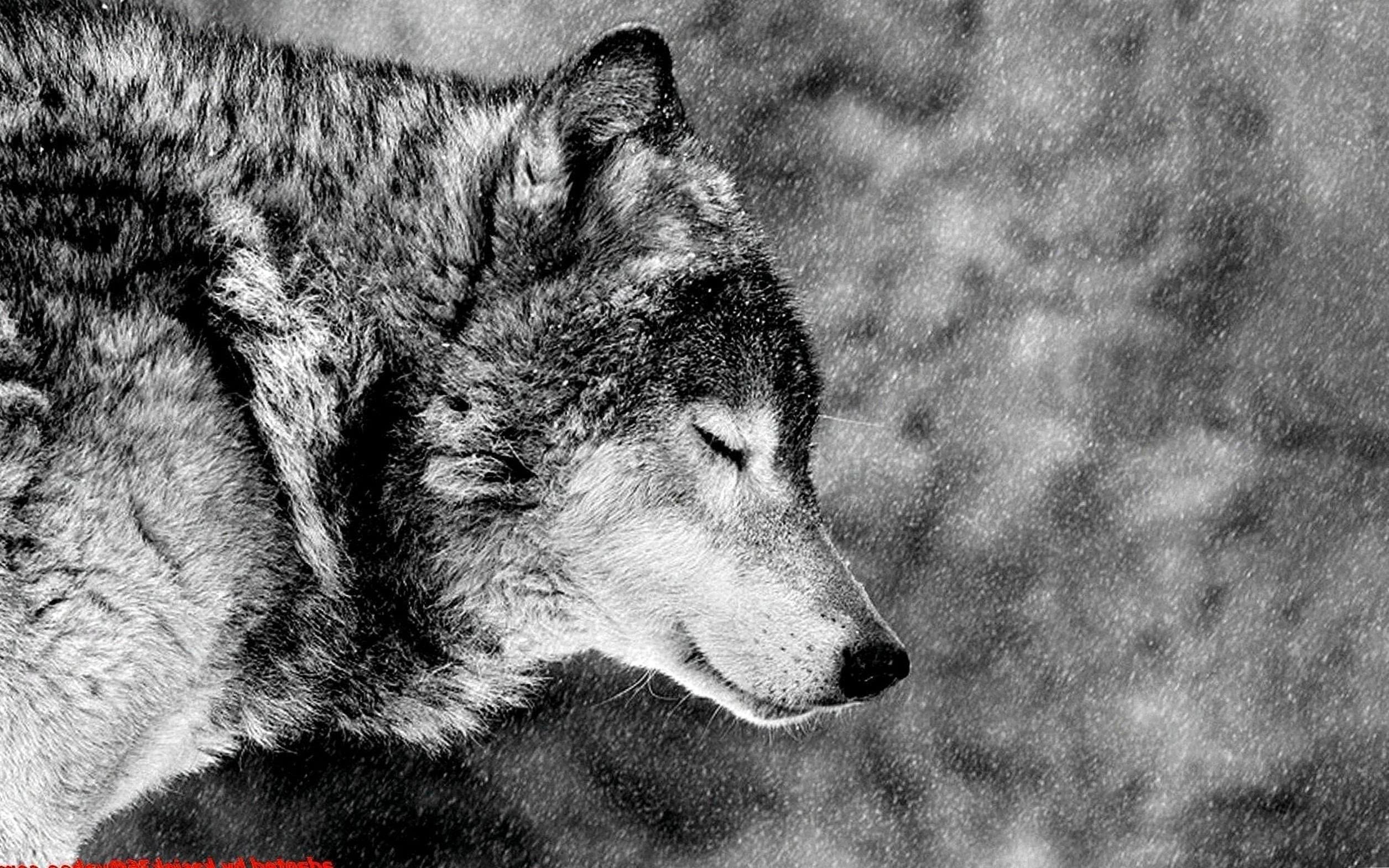 Black And White Wolf Wallpapers HD