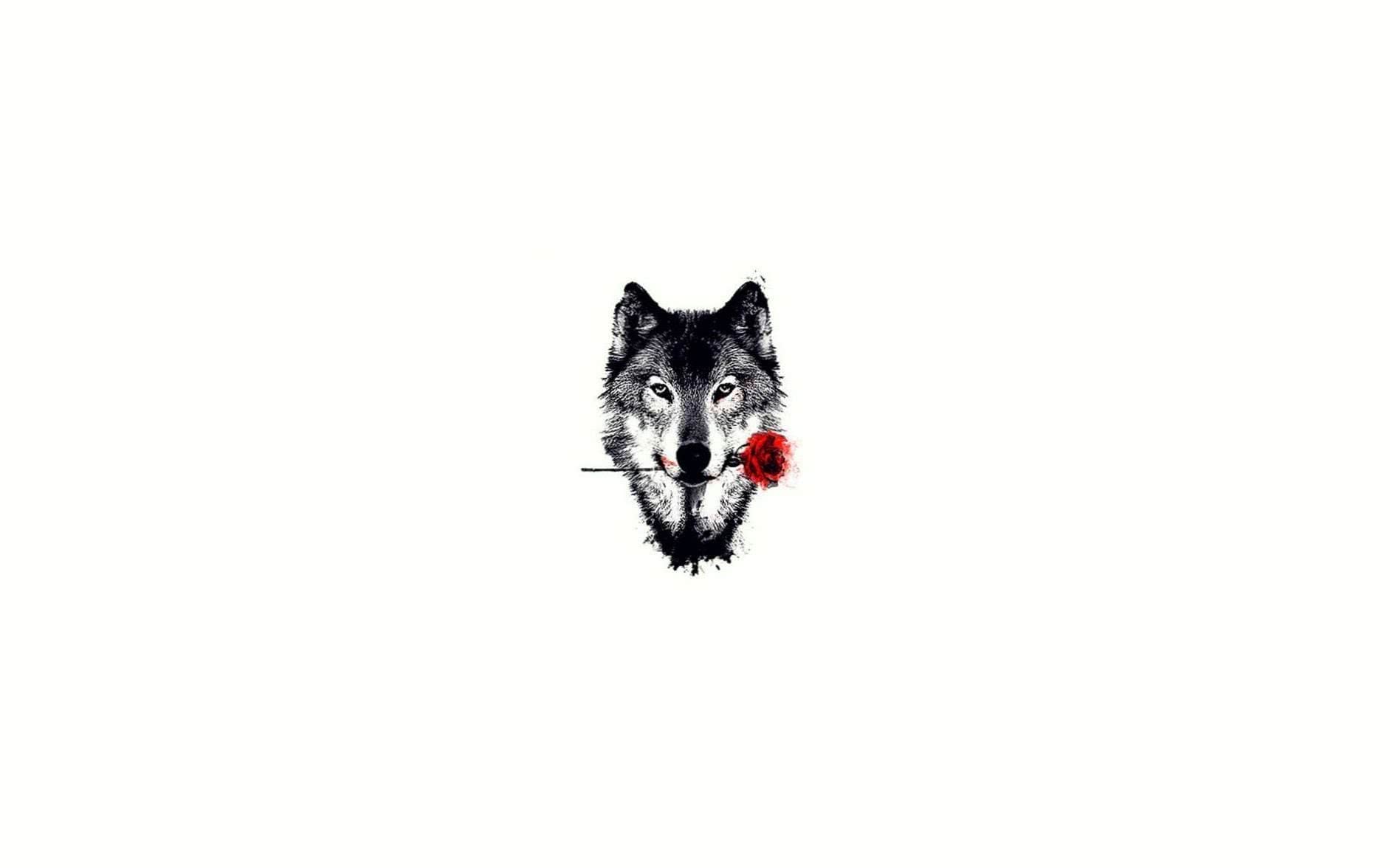 wolf with rose hd wallpaper background image 2