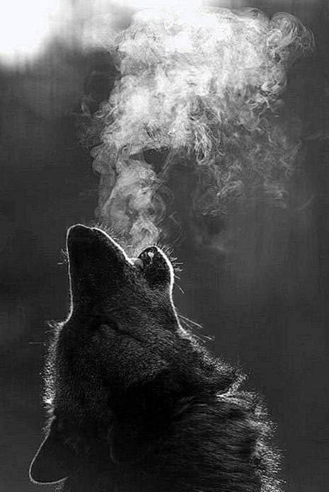Wolf Howling Wallpapers Phone