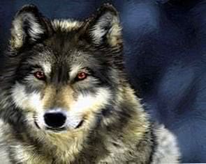Red Eyed Wolf Wallpaper Image 1