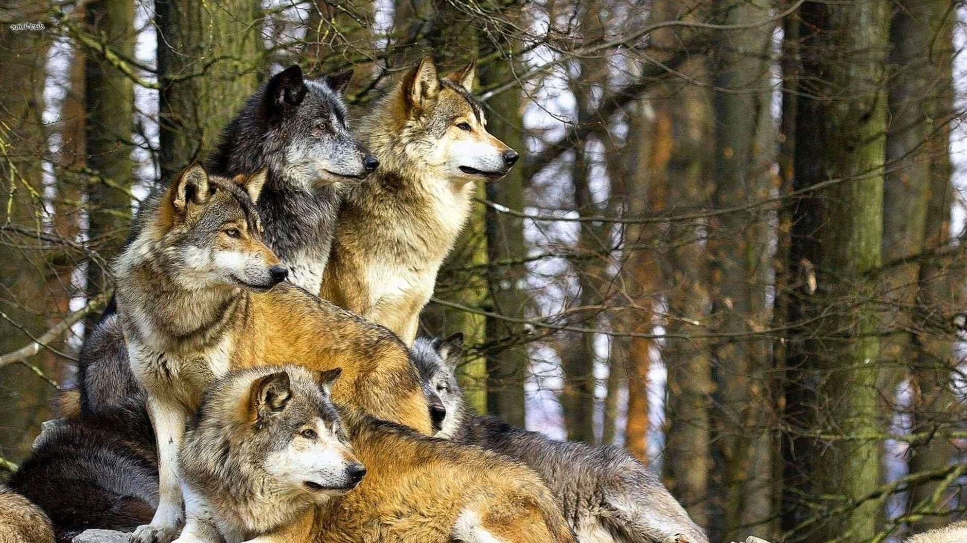 Wolf Pack Wallpaper Image 1