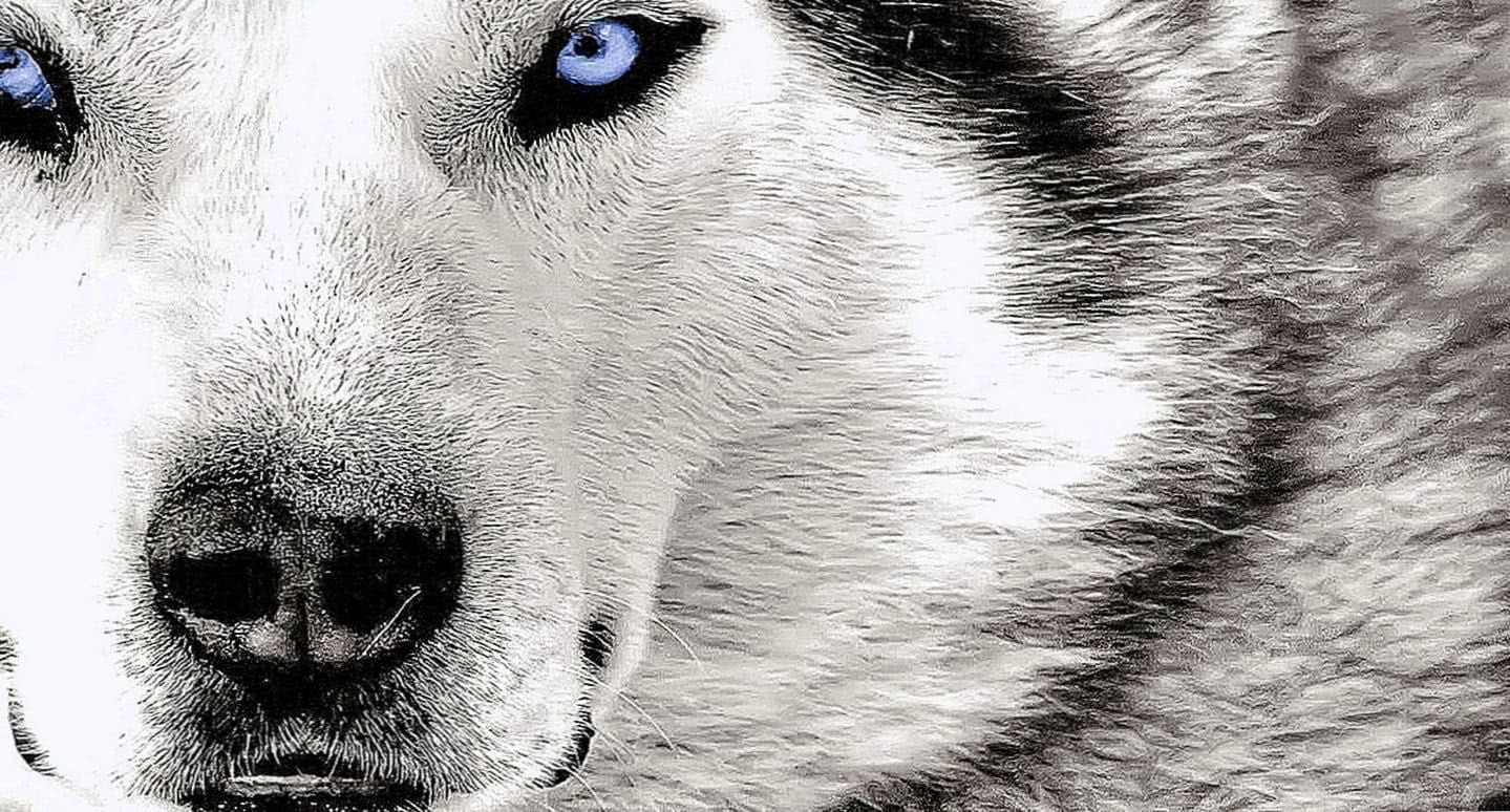 HD Wallpapers Of Angry Wolf