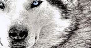 Angry Wolf HD Wallpaper 1080p Image 1