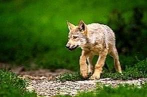 Wolf Puppy Wallpapers
