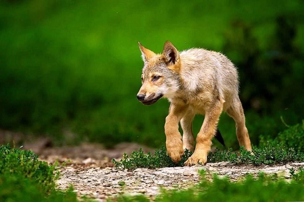 Baby Wolf Puppy Wallpapers - Wolf Background Images