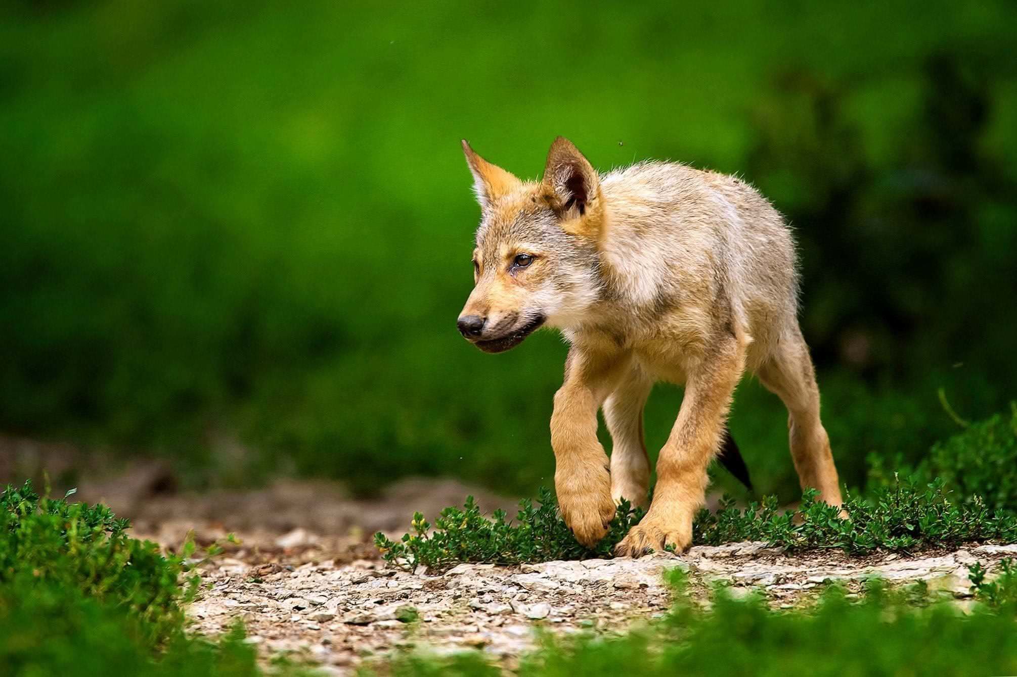 Baby Wolf Pups Wallpaper Image 1