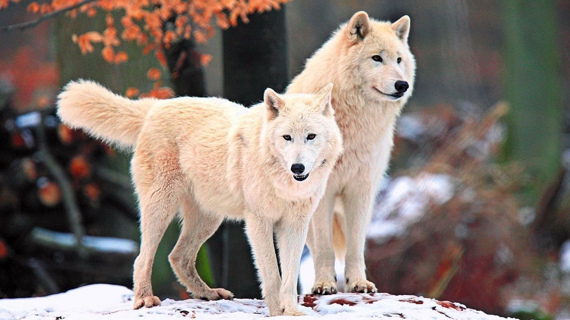 Arctic Wolf iPhone Wallpapers