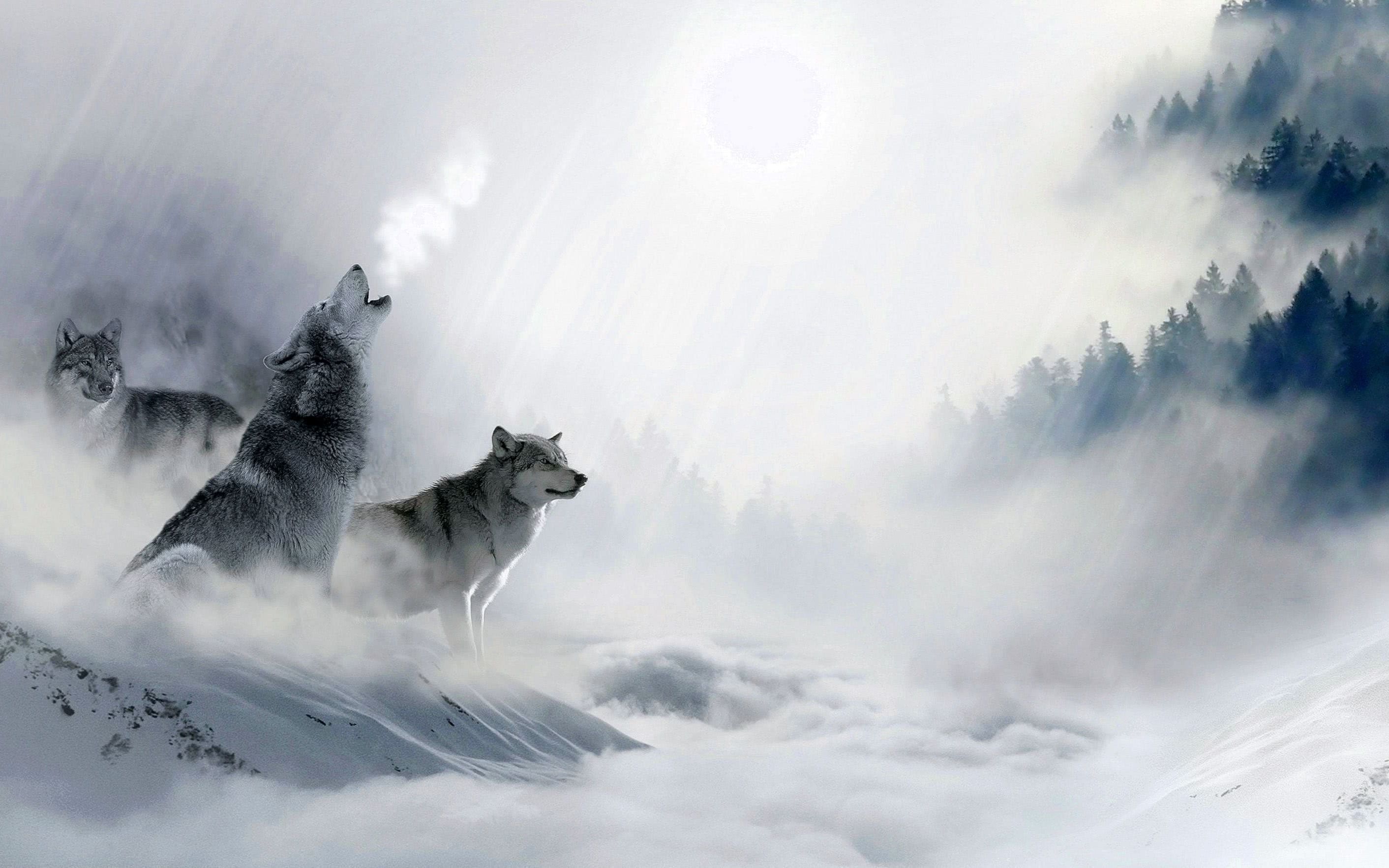 Wolves Desktop Wallpapers