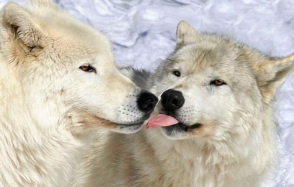 Wolf Love Desktop Wallpapers
