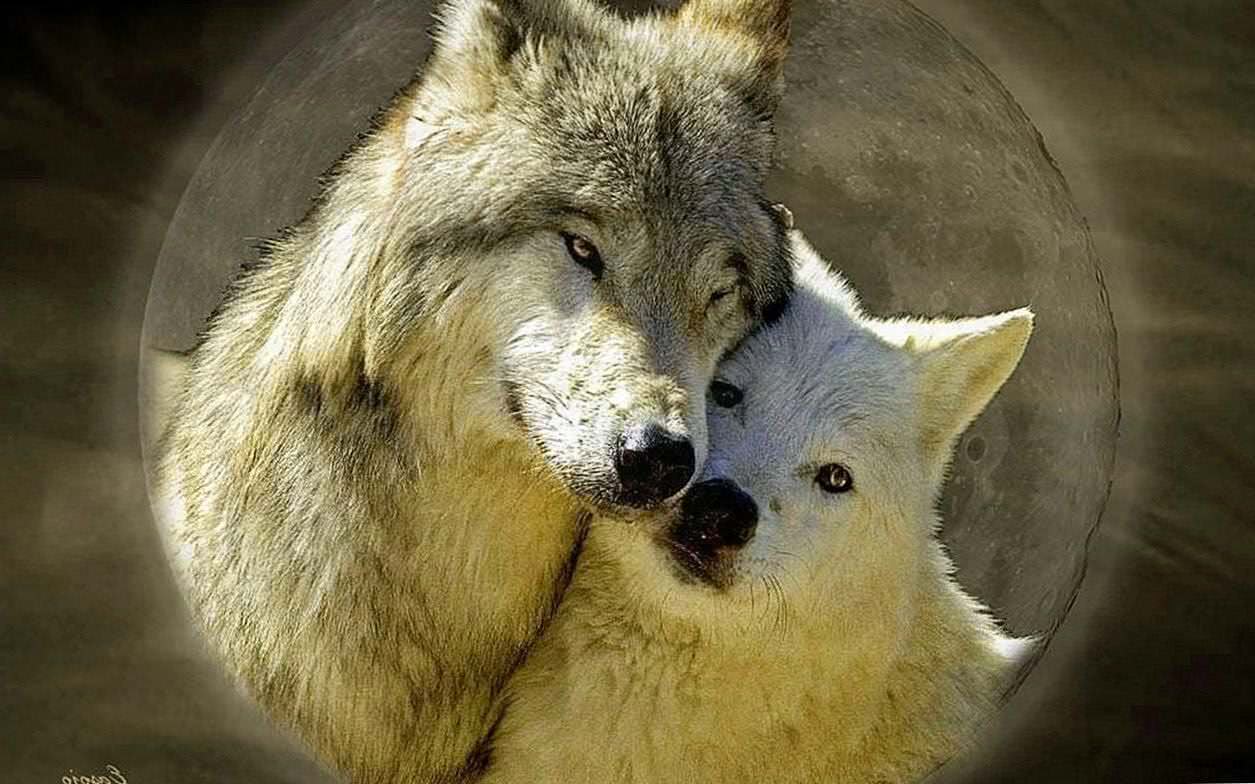 Wolf Love Wallpaper Image 1