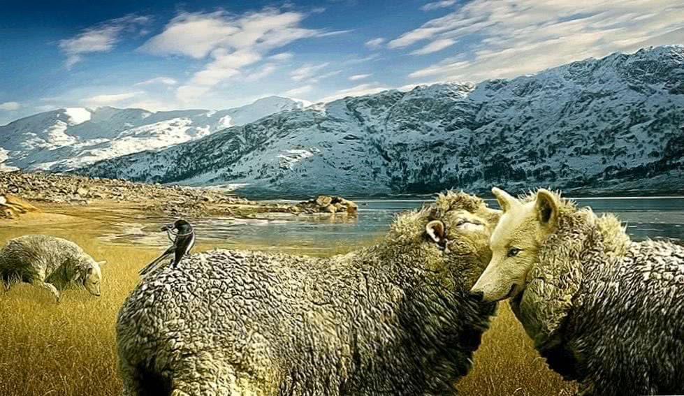 Wolf In Sheeps Clothing HD Wallpaper Image 1