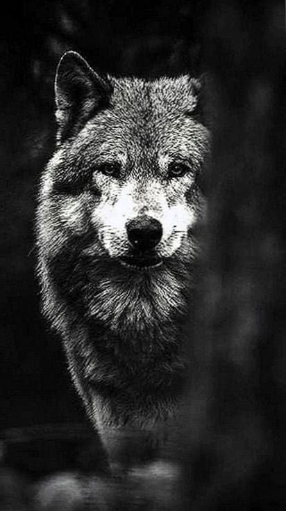 Wolf Tumblr Wallpapers HD