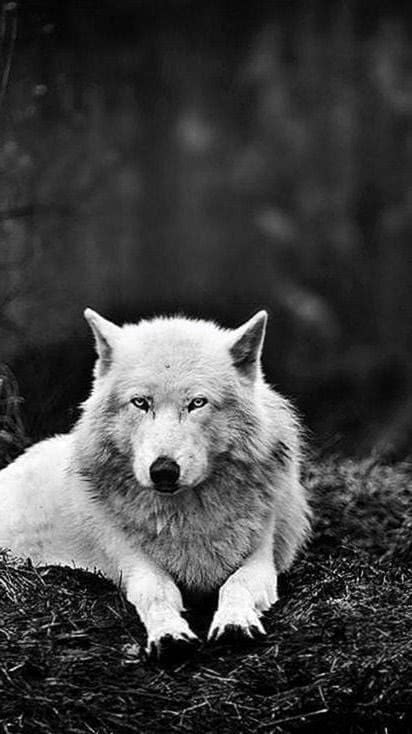 Wolf Howling Wallpapers Tumblr Wolf Wallpapers Pro,How To Decorate Your Room Diy