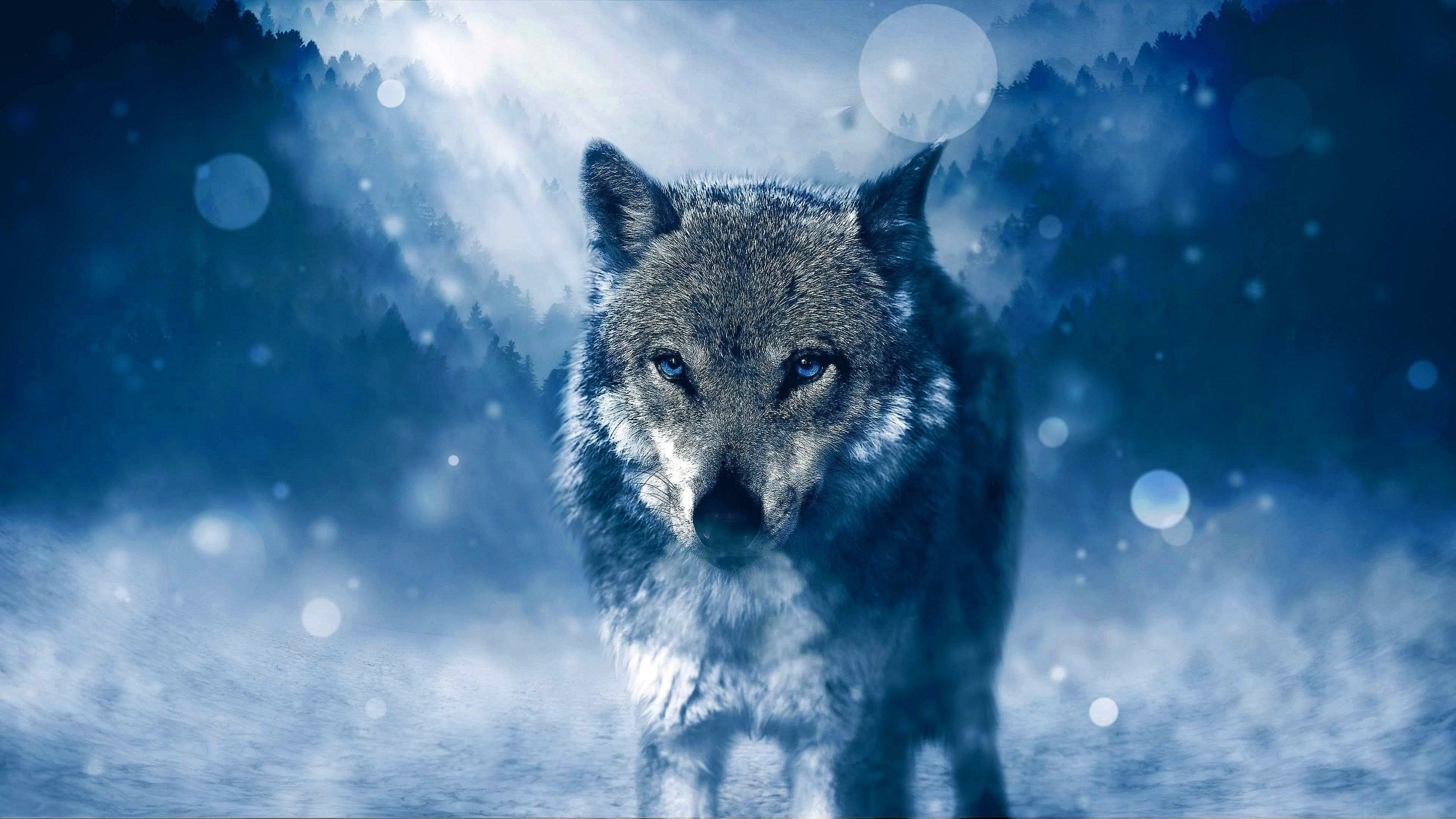Wolves Wallpaper Blue Eyes Image 1