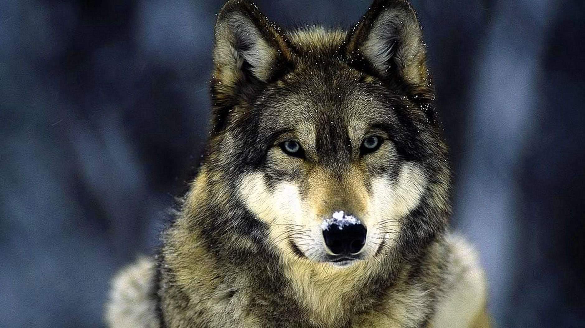 Gray Wolf With Blue Eyes Wallpapers